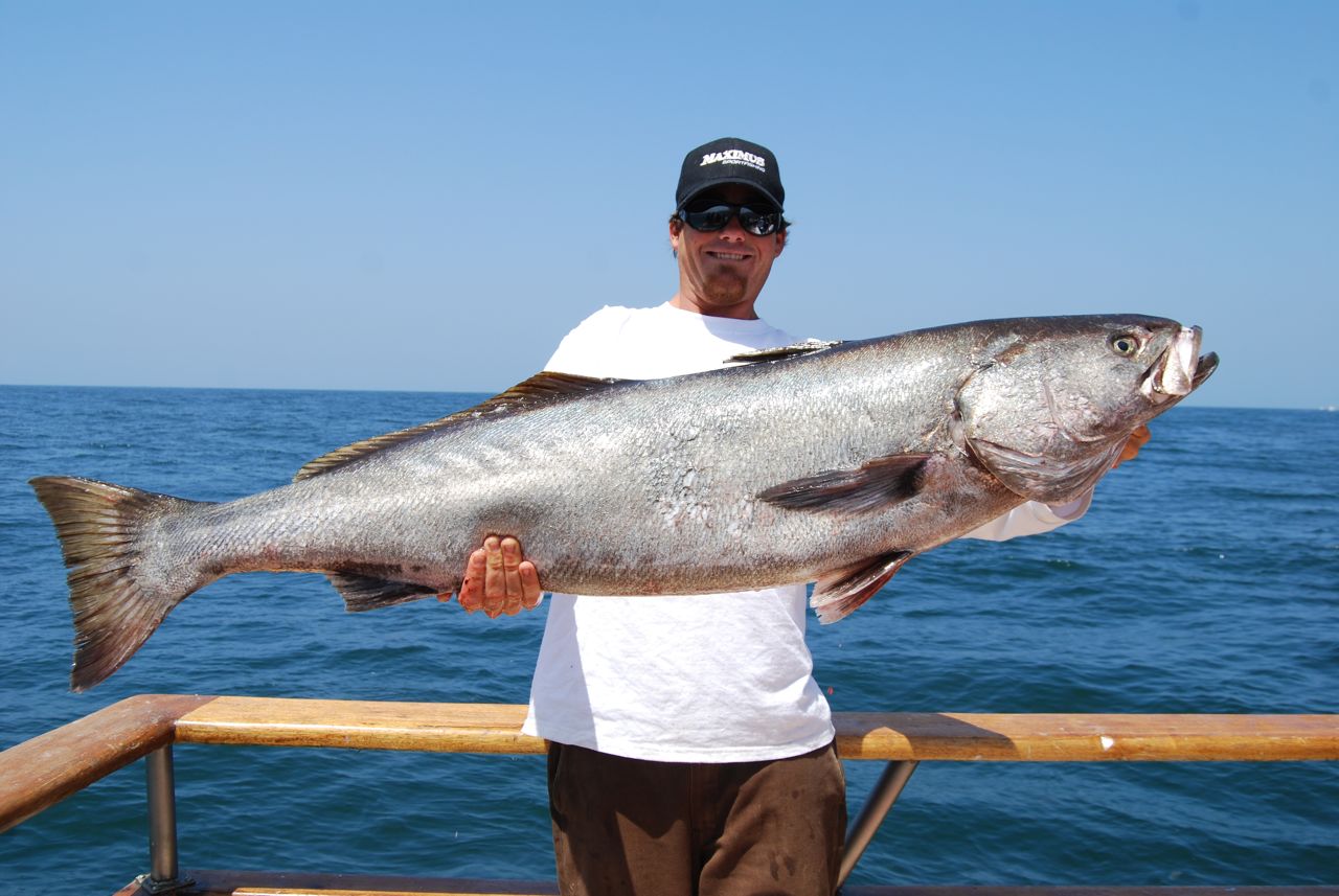 The Gold Coast Lady Anglers' Blog White Sea Bass are here